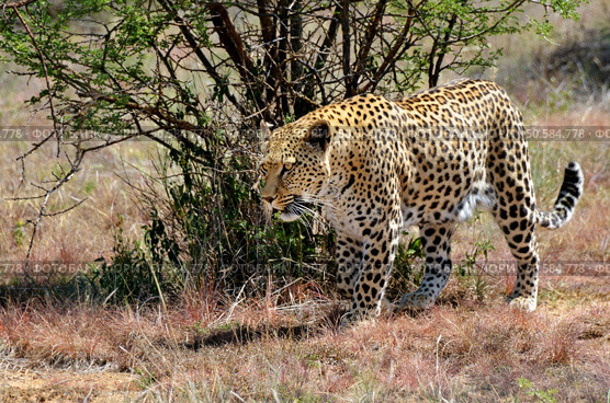 Wild leopard In the African Savannah, Namibia. Стоковое фото, агентство Ingram Publishing / Фотобанк Лори