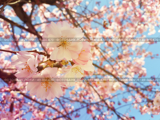 Wild pink cherry tree blooming over blue sky background. Spring flowers, small cluster blossom on the branch in the park. Beautiful nature seasonal close up. Стоковое фото, агентство Ingram Publishing / Фотобанк Лори