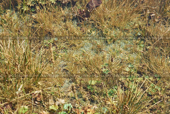 Wild plants and herbs growing in the mountains of the Caucasus. Rare flora, medicinal wild plants. Specially protected area of the reserve. Стоковое фото, фотограф Наталия Кирсанова / Фотобанк Лори