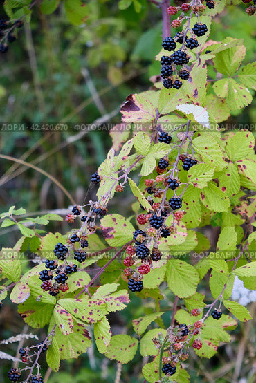 Wild ripe blackberries on a branch. Стоковое фото, фотограф Светлана Семёновская / Фотобанк Лори