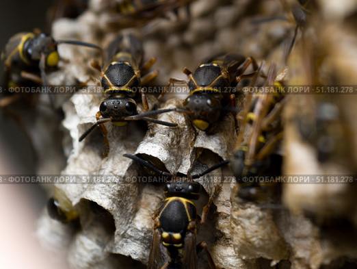 Wild worker wasps busy in their hive. Стоковое фото, фотограф Кирилл Зотов / Фотобанк Лори