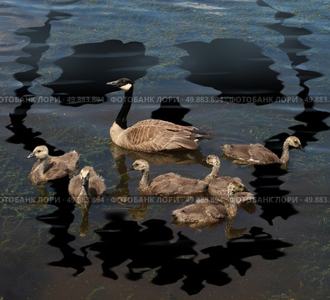 Wildlife danger and animal conservation concept as a young family of canada geese on a lake polluted from a toxic oil spill shaped as a death skull symbol as a metaphor for environmental damage to nature and the protection of natural habitat. Стоковое фото, агентство Ingram Publishing / Фотобанк Лори