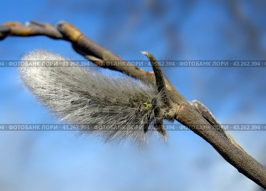Willow catkin against blue sky background. Стоковое фото, фотограф Светлана Ильева (Иванова) / Фотобанк Лори