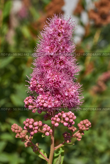 Willow-leaved spirea (lat. Spiraea salicifolia). Close-up of a flowering inflorescence of willow-leaved spirea on a background of green foliage. Стоковое фото, фотограф Андрей Жигальцов / Фотобанк Лори