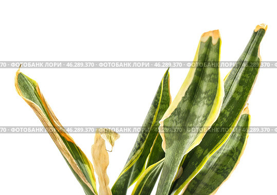 Wilted snake plant on white background, closeup. Стоковое фото, фотограф Pixel_shot / Фотобанк Лори