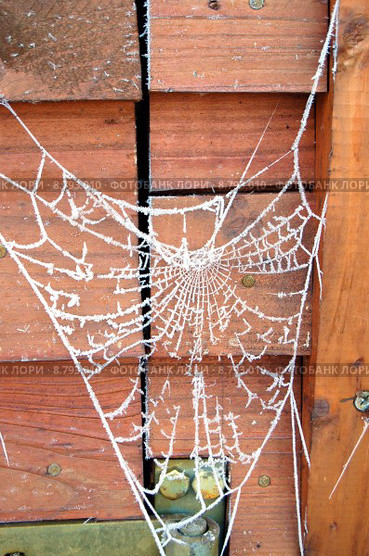 winter cold frozen net cobweb. Стоковое фото, фотограф Andreas Hömer / Smarterpix / Фотобанк Лори