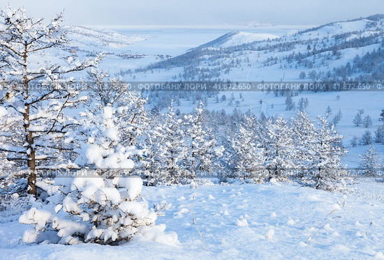 Winter fairyland. Beautiful winter landscape with larch trees covered with fluffy fresh soft snow. View of snow-capped frozen Kurkut Bay from coastal hill. Small Sea on Baikal Lake in December after snowfall. Стоковое фото, фотограф Виктория Катьянова / Фотобанк Лори