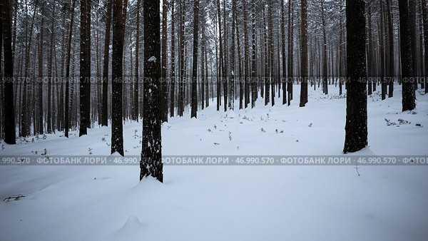 Winter forest with snow covered trees and slowly falling snowflakes. Стоковое фото, фотограф David Kashakhi / Фотобанк Лори