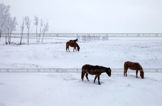 Winter landscape of a snow-covered valley with grazing horses at cold snowy morning. Natural seasonal background. Стоковое фото, фотограф Виктория Катьянова / Фотобанк Лори