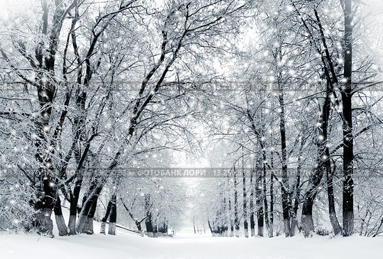 Winter scenery, snowstorm in park. Стоковое фото, фотограф ElenArt / Фотобанк Лори