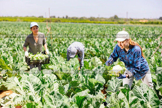 Woman farmer harvesting cauliflower at plantation. Стоковое фото, фотограф Яков Филимонов / Фотобанк Лори