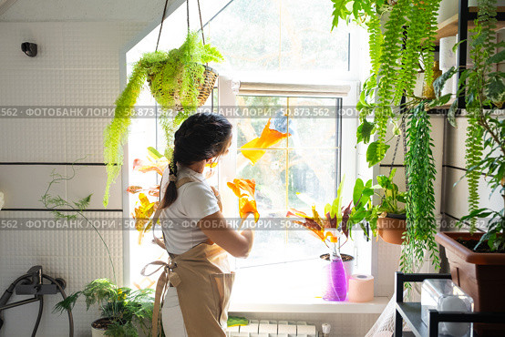 Woman in rubber gloves and apron manually washes window of house in bathroom with rag cleaner and mop inside interior with home plants. Restoring order and cleanliness, cleaning servise. Стоковое фото, фотограф Ольга Симонова / Фотобанк Лори