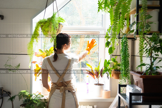 Woman in rubber gloves and apron manually washes window of house in bathroom with rag cleaner and mop inside interior with home plants. Restoring order and cleanliness, cleaning servise. Стоковое фото, фотограф Ольга Симонова / Фотобанк Лори