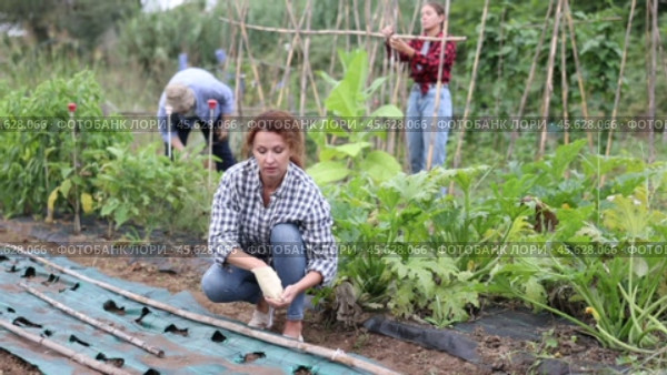 Woman is planting seeds in plastic bed. Стоковое видео, видеограф Яков Филимонов / Фотобанк Лори
