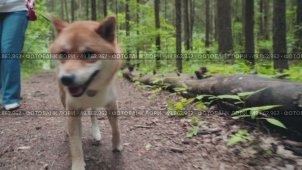 Woman on a walk with a Shiba Inu dog. Стоковое видео, видеограф Igor Skripachev / Фотобанк Лори
