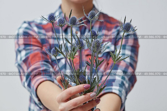 Woman with beautiful blue flowers eringium on a gray background. Mother’s Day, Women’s Day. Beautiful flower eryngium in a girl’s hand. Стоковое фото, агентство Ingram Publishing / Фотобанк Лори