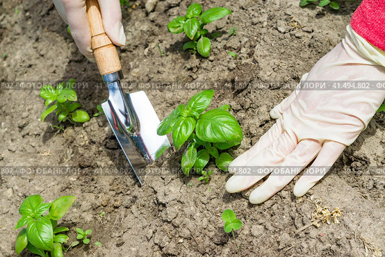 Women's hand in a glove with a spatula transplanted seedlings of green Basil.Рассада базилика в земле на огороде. Стоковое фото, фотограф Любовь Демус / Фотобанк Лори