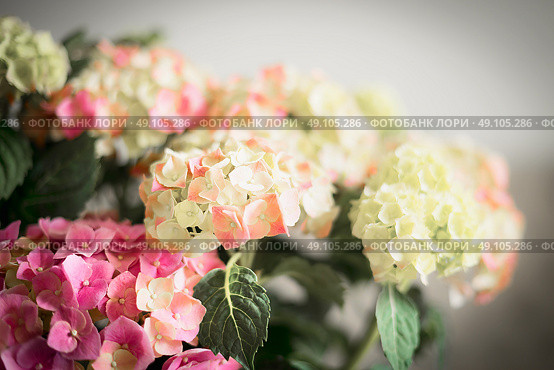 Wonderful flowers of Hydrangea , floral background. Стоковое фото, агентство Ingram Publishing / Фотобанк Лори