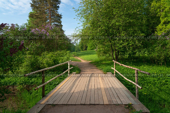 Wooden bridge with blooming lilac bushes around in the valley of the Slavyanka River in the landscape part of the Pavlovsky Palace and Park Complex on a summer day, Pavlovsk, St. Petersburg, Russia. Стоковое фото, фотограф Ula Ulachka / Фотобанк Лори