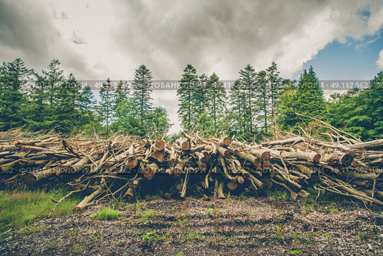 Wooden logs and branches in a pine forest with dark clouds. Стоковое фото, агентство Ingram Publishing / Фотобанк Лори