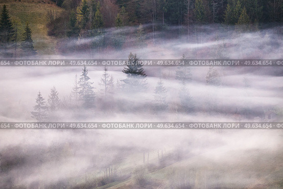 Woodland in clouds of fog. Spring landscape. Forest on hills. Rural Ukraine Carpathian mountains sunrise. Spruce and fir trees. Стоковое фото, агентство Ingram Publishing / Фотобанк Лори