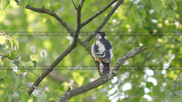 Woodpeckers. Стоковое видео, видеограф Bilialov Eldar / Фотобанк Лори