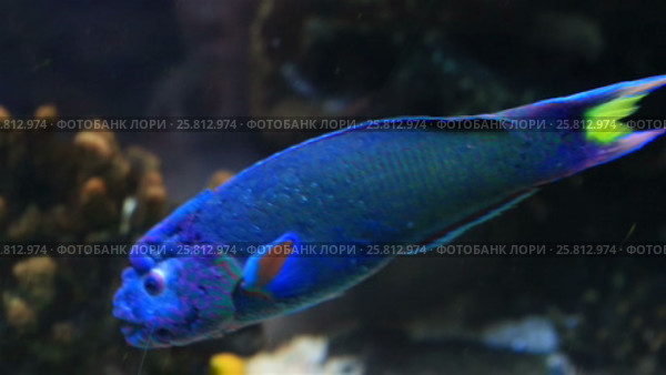 Wrasse in the decorated Marine Aquarium stock footage video. Стоковое видео, видеограф Юлия Машкова / Фотобанк Лори