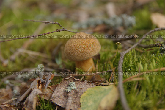 Xerocomus subtomentosus growing in the forest close up. Стоковое фото, фотограф Анна Кривицкая / Фотобанк Лори