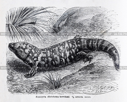 Ядозуб (Heloderma horridum) - рисунок  из книги А. Брэма "Жизнь животных" 1896 г. Стоковая иллюстрация, иллюстратор Вера Смолянинова / Фотобанк Лори