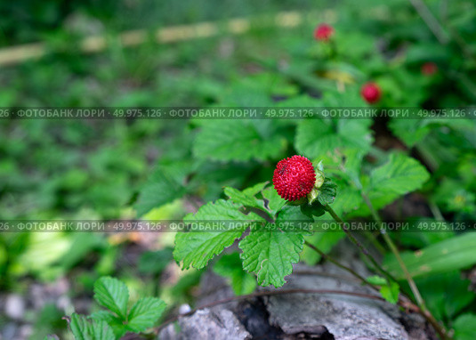 Ягода лапчатки индийской (дюшенеи, ложной земляники, лат. Potentilla indica) Стоковое фото, фотограф Лариса Веселова / Фотобанк Лори