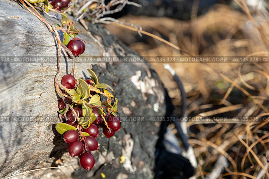 Ягоды брусники (Vaccinium vitis-idaea). Красная спелая брусника крупным планом. Лесные ягоды на фоне сухого ствола дерева. Растения, произрастающие в тундре, в лесу и в горах. Стоковое фото, фотограф Андрей Степанов / Фотобанк Лори