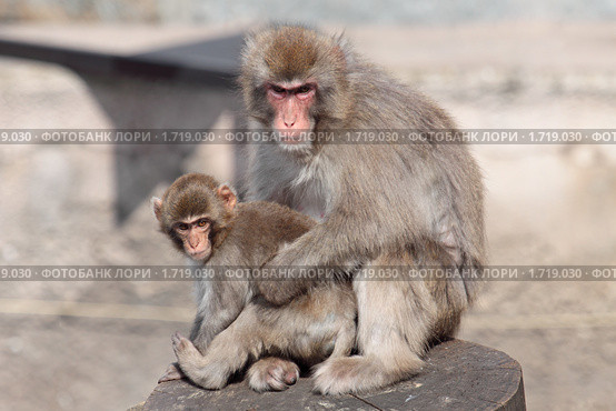 Японская макака (Macaca fuscata) Стоковое фото, фотограф Игорь Долгов / Фотобанк Лори