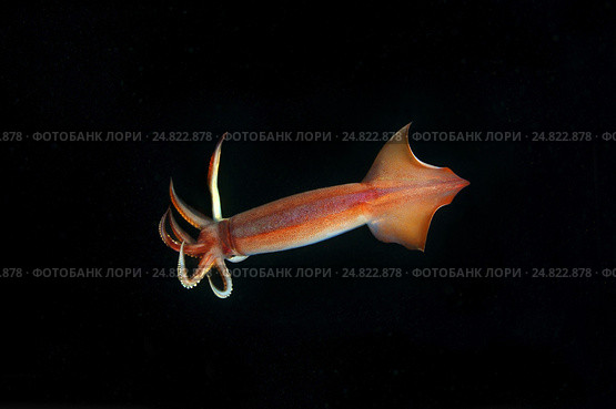 Японский летающий кальмар(Todarodes pacificus) Стоковое фото, фотограф Некрасов Андрей / Фотобанк Лори