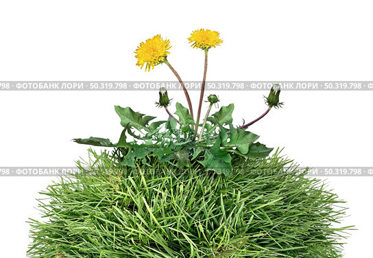 Yard weed as a dandelion flower pant as a symbol of grass weeds and herbicide as a garden or gardening and landscaping concept and backyard chores as mowing grass and landscaping job isolated on a white background. Стоковое фото, агентство Ingram Publishing / Фотобанк Лори