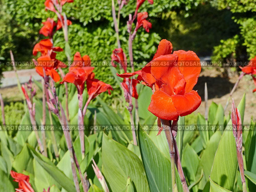 Яркая канна (Canna). Распространена в основном в Центральной и Южной Америке. Канну с древних времен возделывали индейцы тропической Америки из-за крахмалистых корневищ, потребляемых в запеченном виде. Стоковое фото, фотограф Сергей Елизарьев / Фотобанк Лори
