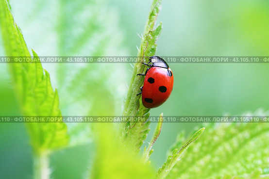 Яркая красная божья коровка на фоне зеленой травы крупным планом. Макро.  Red Ladybug on green grass and green  background. Стоковое фото, фотограф Лариса Гордеева / Фотобанк Лори