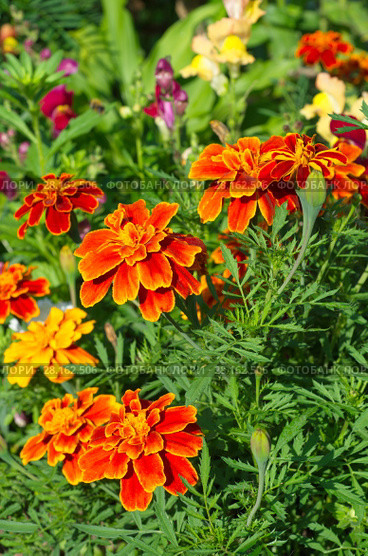 Яркие бархатцы (лат. Tagetes) цветут в саду. Стоковое фото, фотограф Елена Коромыслова / Фотобанк Лори