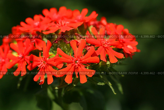 Яркие красные цветы. Лихнис халцедонский (Зорька, Lychnis chalcedonica) Стоковое фото, фотограф Щеголева Ольга / Фотобанк Лори