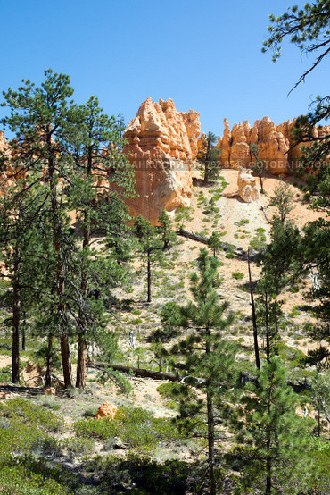 Яркие скалы и сосны в  национальном парке Брайс-Каньон (англ. Bryce Canyon National Park) (2015 год). Стоковое фото, фотограф Ирина Кожемякина / Фотобанк Лори