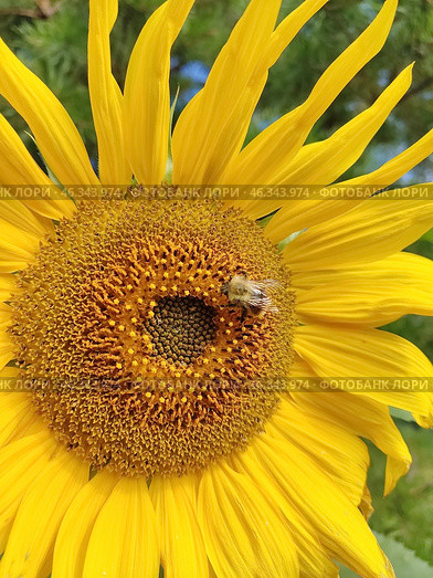 Яркий подсолнух. Подсолнечник (лат. Helianthus, «цветок солнца») происходит от греческих слов helios («солнце») и anthemon («цветок»). Стоковое фото, фотограф Сергей Елизарьев / Фотобанк Лори