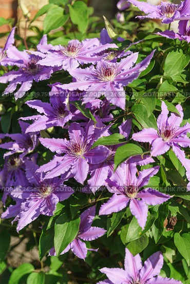 Яркое цветение польского сорта клематиса Генерал Сикорский (Clematis General Sikorski) Стоковое фото, фотограф Наталья Гармашева / Фотобанк Лори