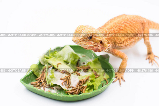 Ящерица рядом с миской с кормом Lizard near bowl with food. Стоковое фото, фотограф Алиса Сокол / Фотобанк Лори