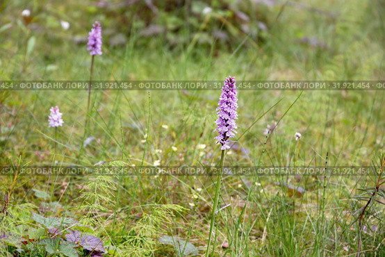 Ятрышник пятнистый(пальчатокоренник) растет на болоте (Orchis maculate). Красная книга. Карелия. Россия. Стоковое фото, фотограф Наталья Осипова / Фотобанк Лори