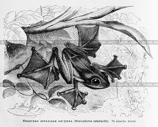 Яванская летающая лягушка (Rhacophorus reinwardti) - рисунок  из книги А. Брэма "Жизнь животных" 1896 г. Стоковая иллюстрация, иллюстратор Вера Смолянинова / Фотобанк Лори