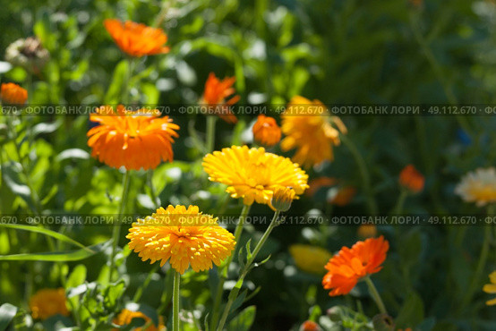 Yellow and orange calendula flowers in a garden in the summer. Стоковое фото, агентство Ingram Publishing / Фотобанк Лори