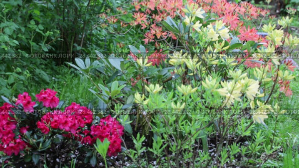 Yellow Azalea (Rhododendron luteum, Rhododendron flavum, Azalea pontica), hybridn. Стоковое видео, видеограф Ольга Сейфутдинова / Фотобанк Лори