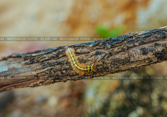 Yellow Caterpillar butterfly Myriapoda diplopoda arthropoda tracheata wild insect bug life. Стоковое фото, фотограф Aleksejs Bergmanis / Фотобанк Лори