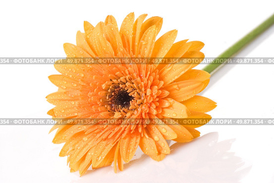 Yellow daisy-gerbera with water drops isolated on white. Стоковое фото, агентство Ingram Publishing / Фотобанк Лори
