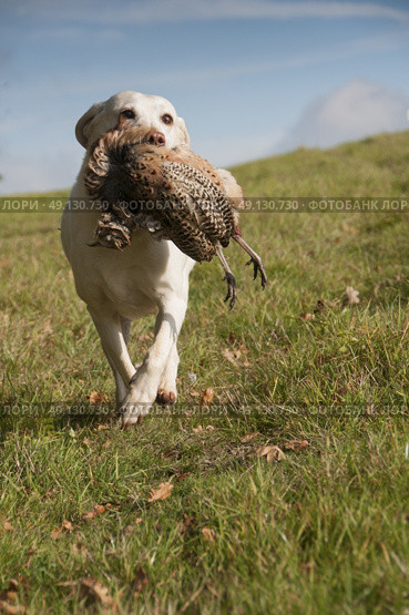 Yellow Labrador Retrieving A Pheasant. Стоковое фото, агентство Ingram Publishing / Фотобанк Лори