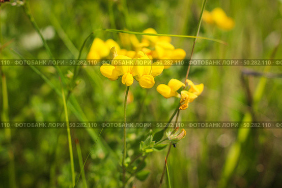 Yellow lotus corniculatus, bird's-foot trefoil glowing by sunlight in day. Стоковое фото, фотограф Марина Демидюк / Фотобанк Лори